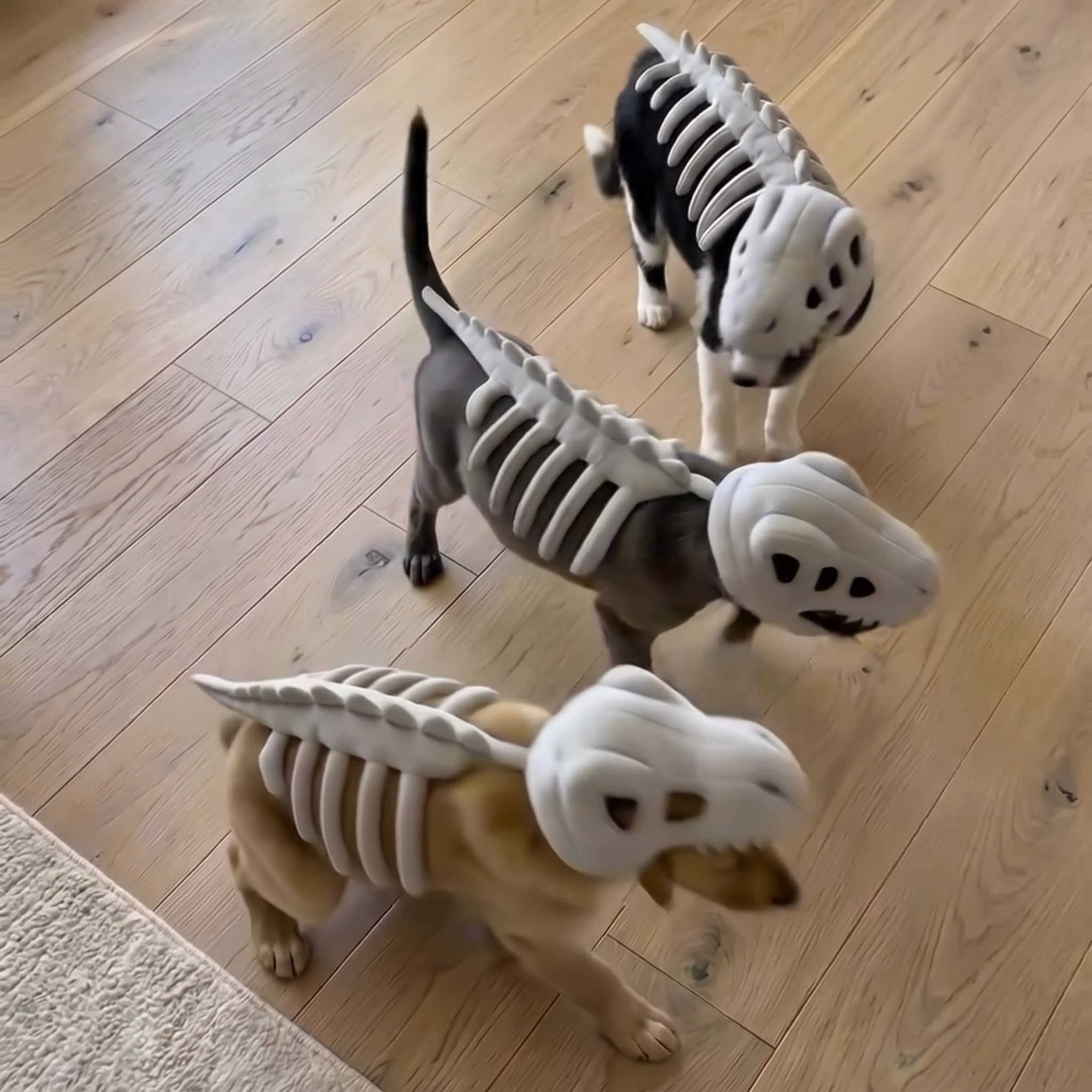 Dinosaur skeleton dog costume with headpiece, in Black and White, image 1