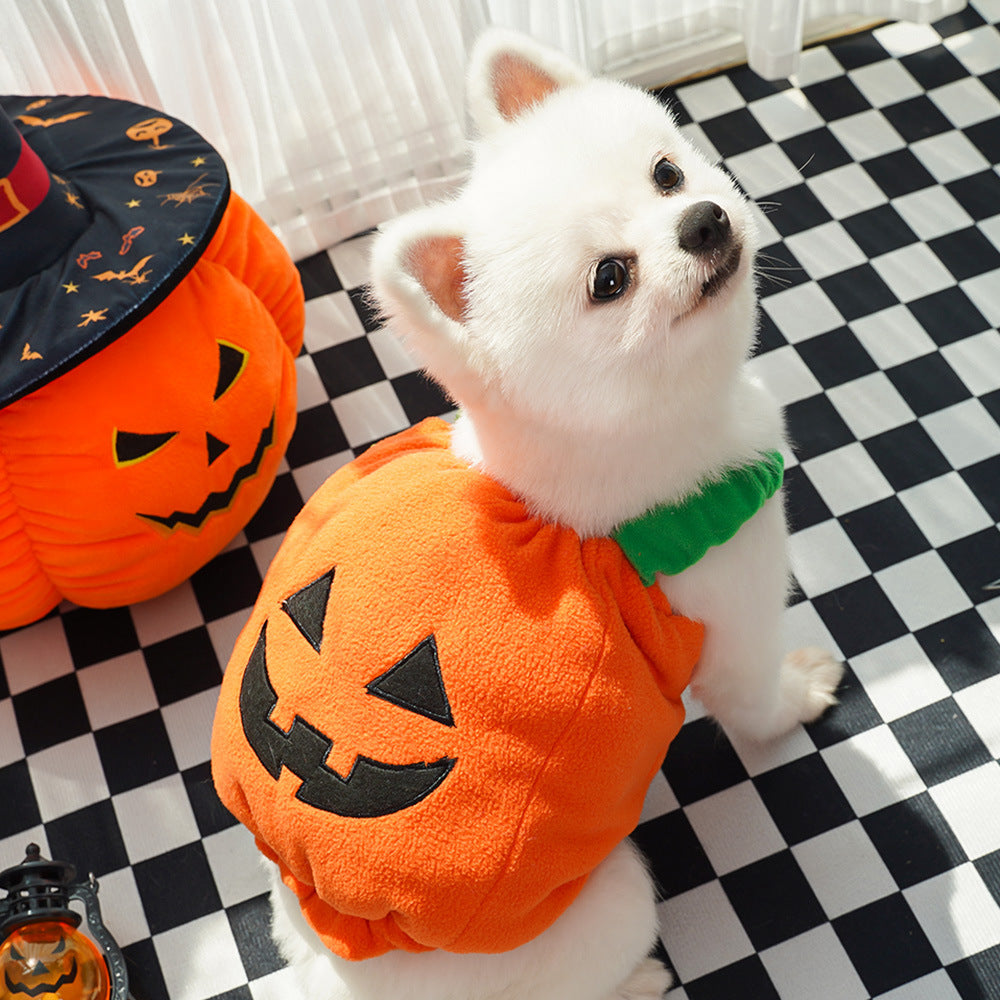 Pumpkin Halloween costume for dogs and cats, in a home setting