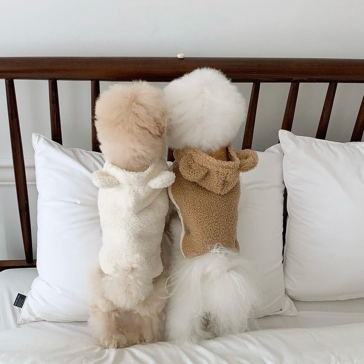 Warm cape shawl for small dogs and cats in Coffee, in a home setting