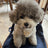 Teddy bear print small dog harness, 3 sizes available