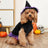 Purple wizard Halloween costume for dogs and cats in Purple, front view