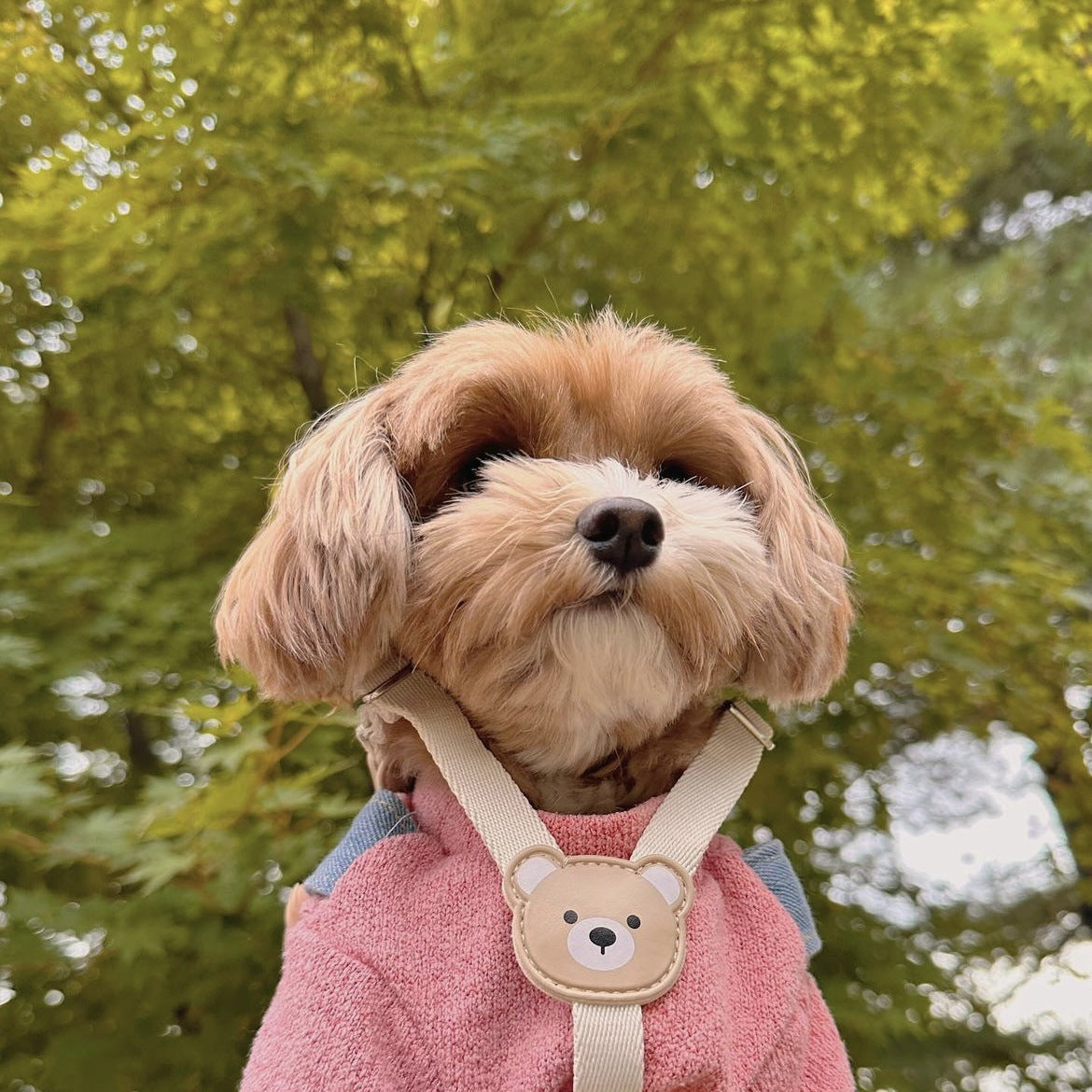 Teddy bear print small dog harness, ideal for everyday use