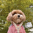 Teddy bear print small dog harness, ideal for everyday use