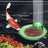 Wall-Mounted Fish Tank Feeder