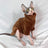 Thick velvet Sphynx cat jumper, available in 10 colours, image 37