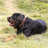 Cowhide leather dog collar with copper hook buckle, product image 2