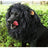 Lion mane wig hat for dogs and cats, available in 3 colours, image 2