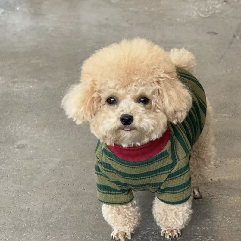 Small dog wearing a dark green striped hoodie