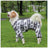 Coral velvet four-leg dog coat for small dogs in Royal Blue, showing size and shape