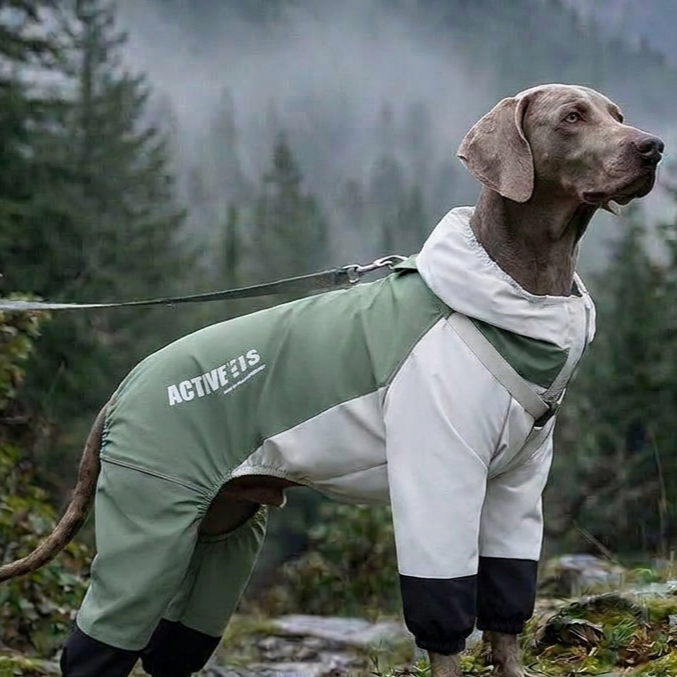 Large dog wearing a blue shark four leg raincoat