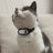 Pet collar mount for small action cameras, ideal for everyday use