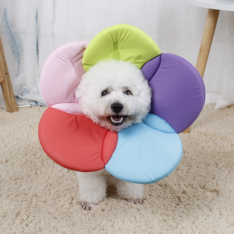 Soft sponge pet recovery collar in rainbow colours on a cat