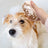 Pet spray grooming brush with water mist, shown in 2 colours and styles