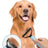 Pet Grooming Comb for Dogs and Cats