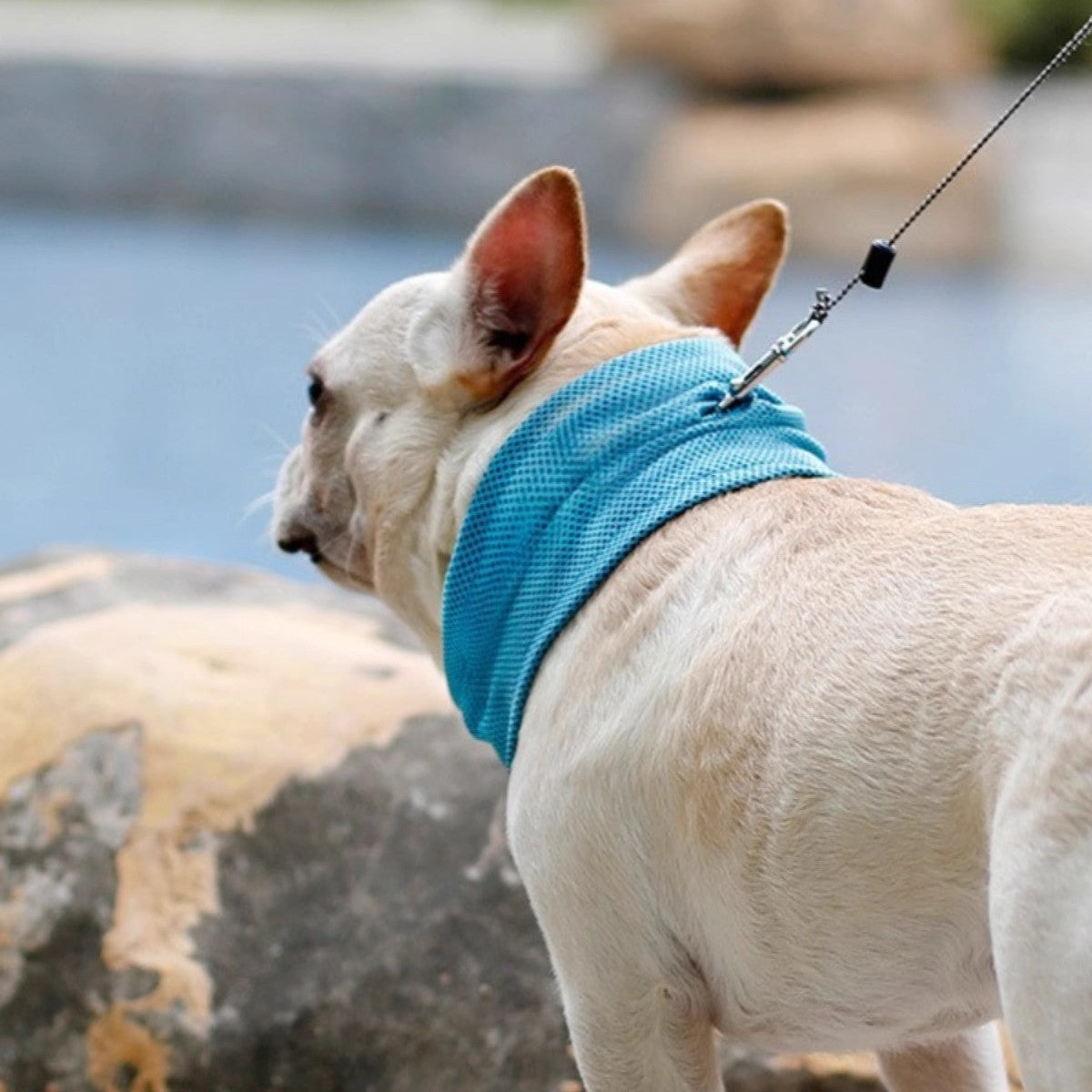 Lightweight knitted summer dog scarf in rose red, product image 1
