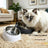 Stainless Steel Pet Food Bowl with Slanted Opening and Non-Slip Silicone Base, 100ml