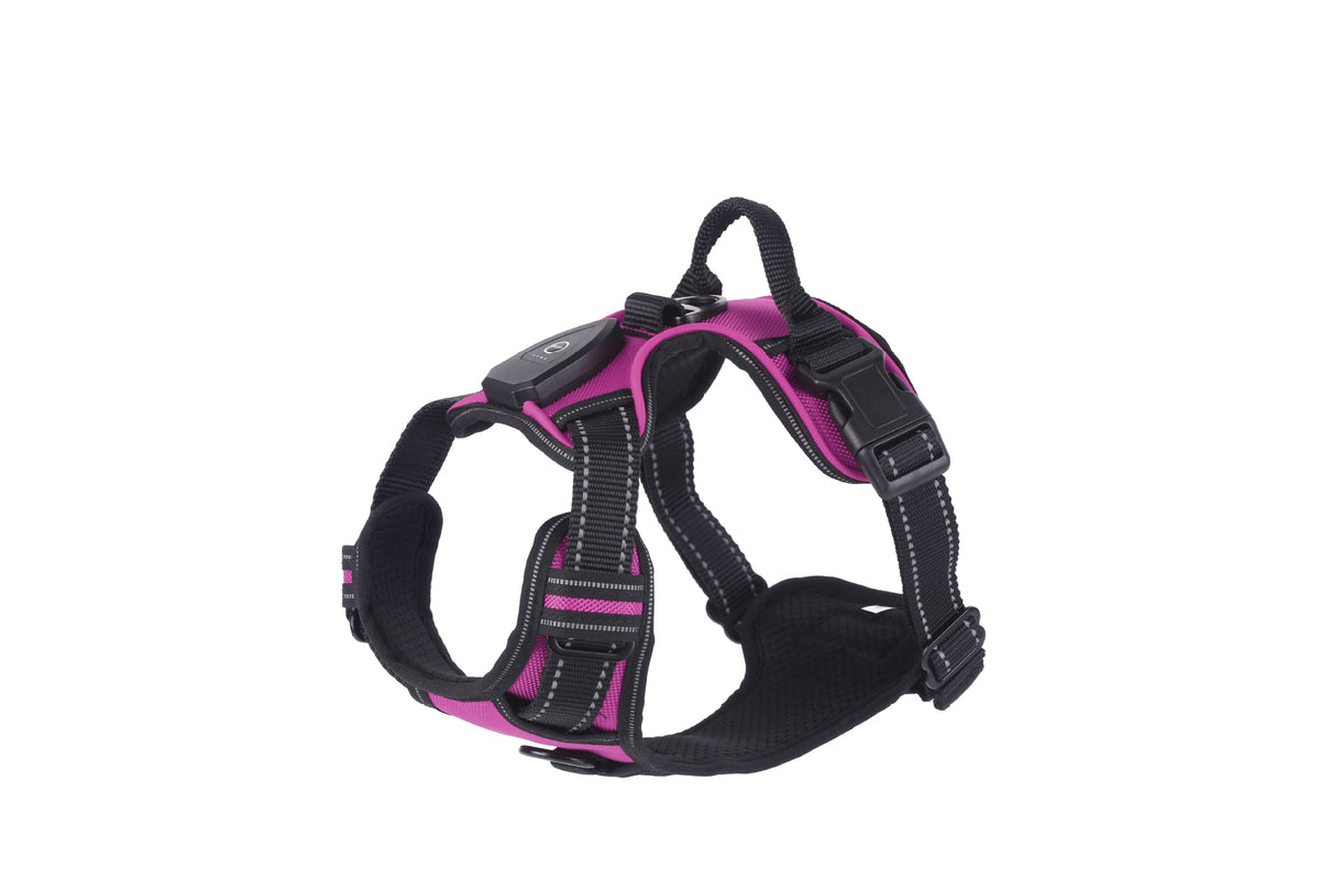 Light up fibre optic dog harness glowing at night, view 19