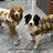 Fleece lined bear dog vest, available in 4 colours, image 1