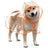 Transparent dog rain poncho with coloured trim, available in 7 colours, image 4