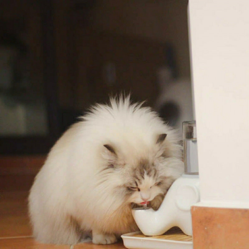 ceramic pet bowl