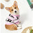 Dog wearing a red Christmas snowflake and reindeer top