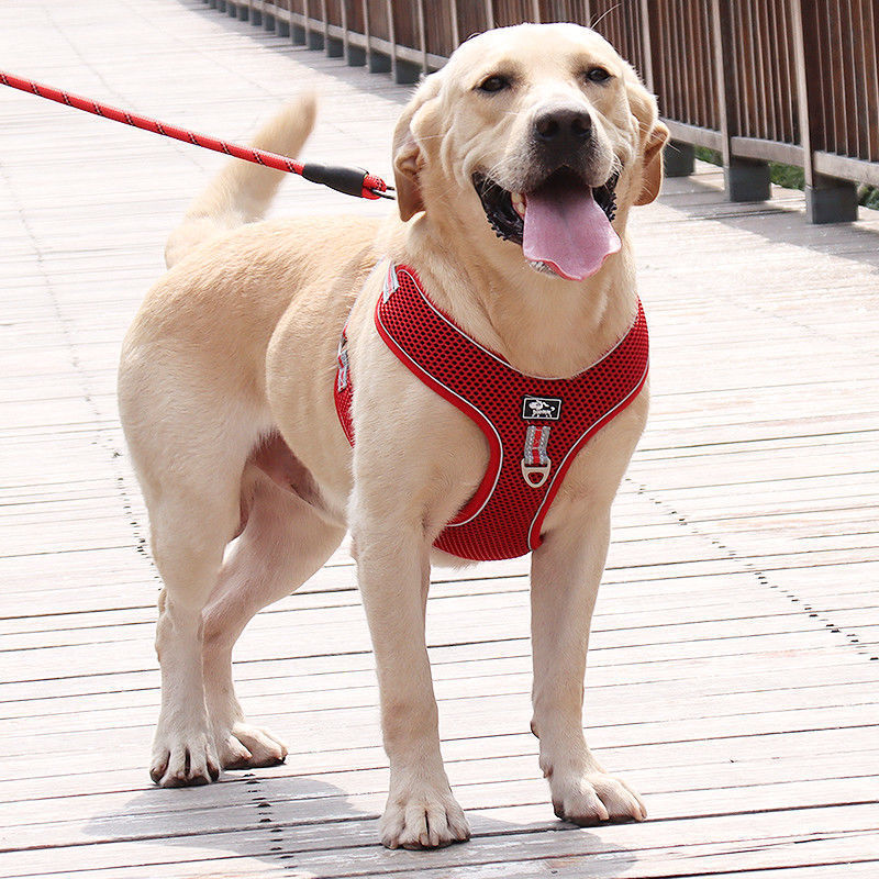 Mesh reflective dog harness, main product photo from Pet Royale UK