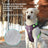 Reflective Oxford dog harness, 4 sizes available from Pet Royale UK