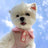 Striped polo shirt for small dogs and cats, available in 3 colours, image 6