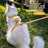 Escape-proof cat harness and lead set with adjustable strap, product image 1