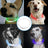 USB rechargeable LED silicone dog collar in Orange Fibre Optic, showing size and shape