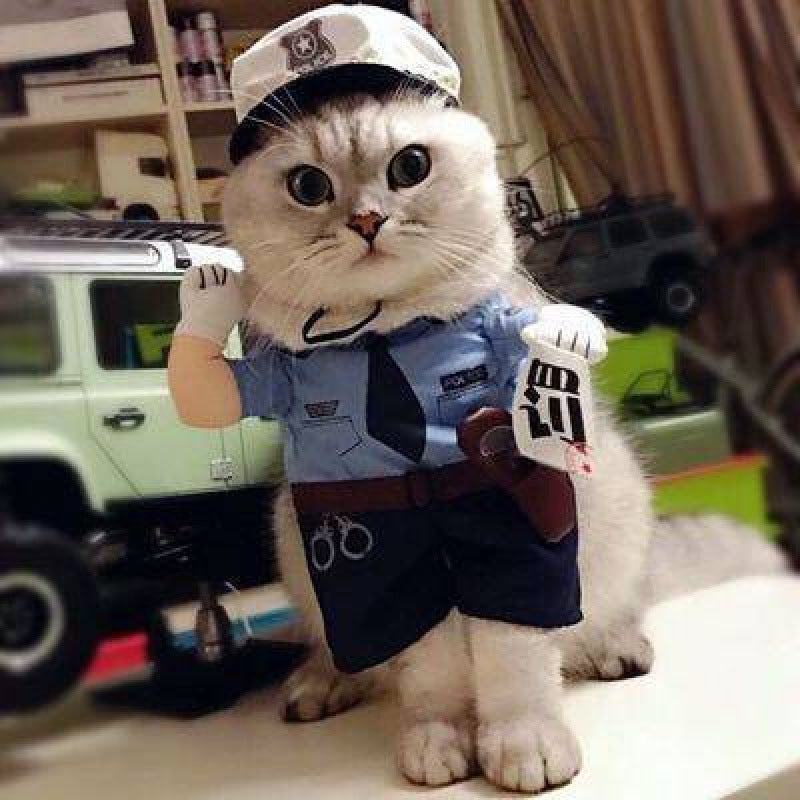 Cat dressed in a funny pumpkin head Halloween costume