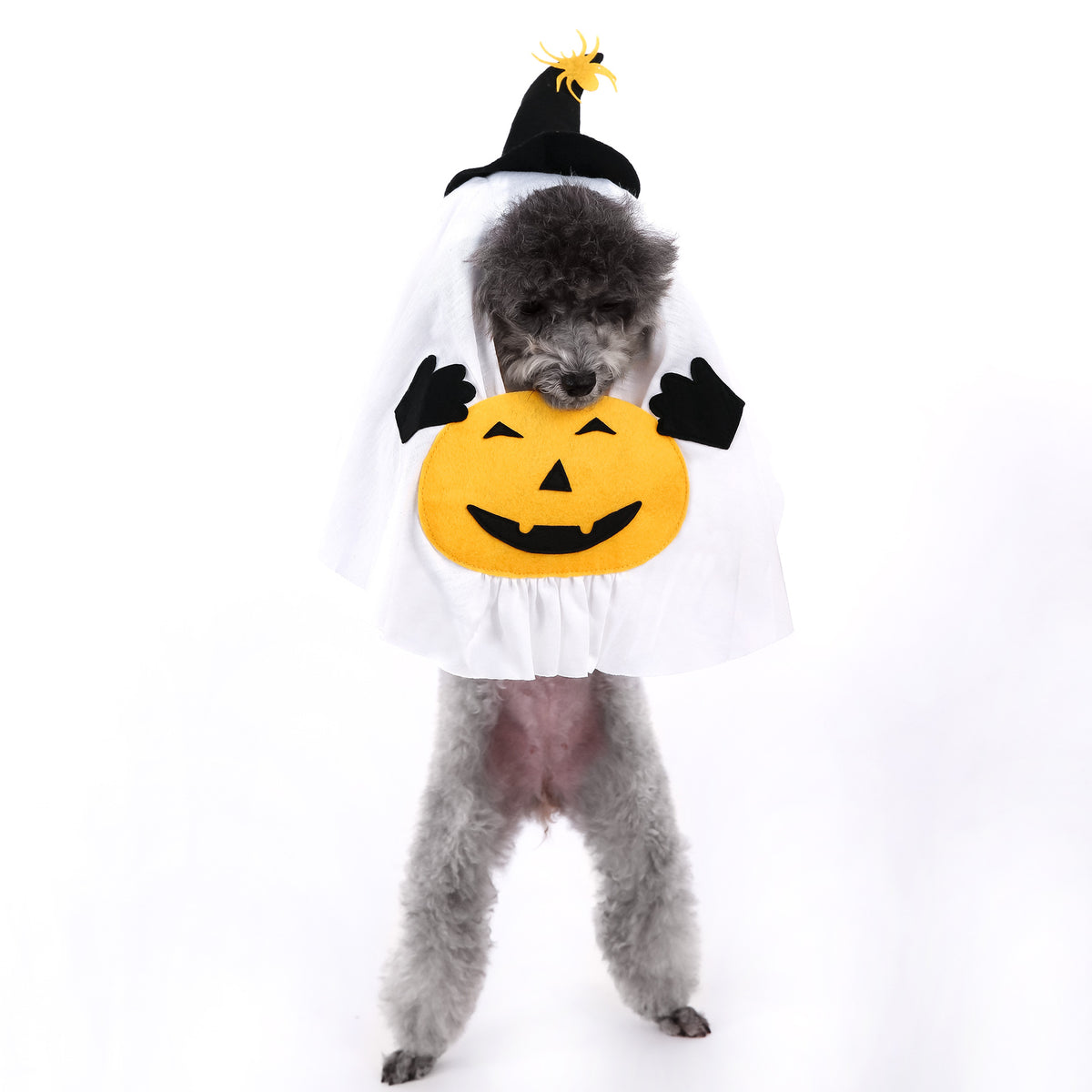 Small dog dressed in a pumpkin ghost Halloween costume