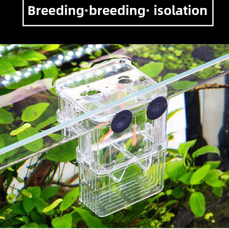 Clear acrylic fish breeding box for guppies in a tank, view 2