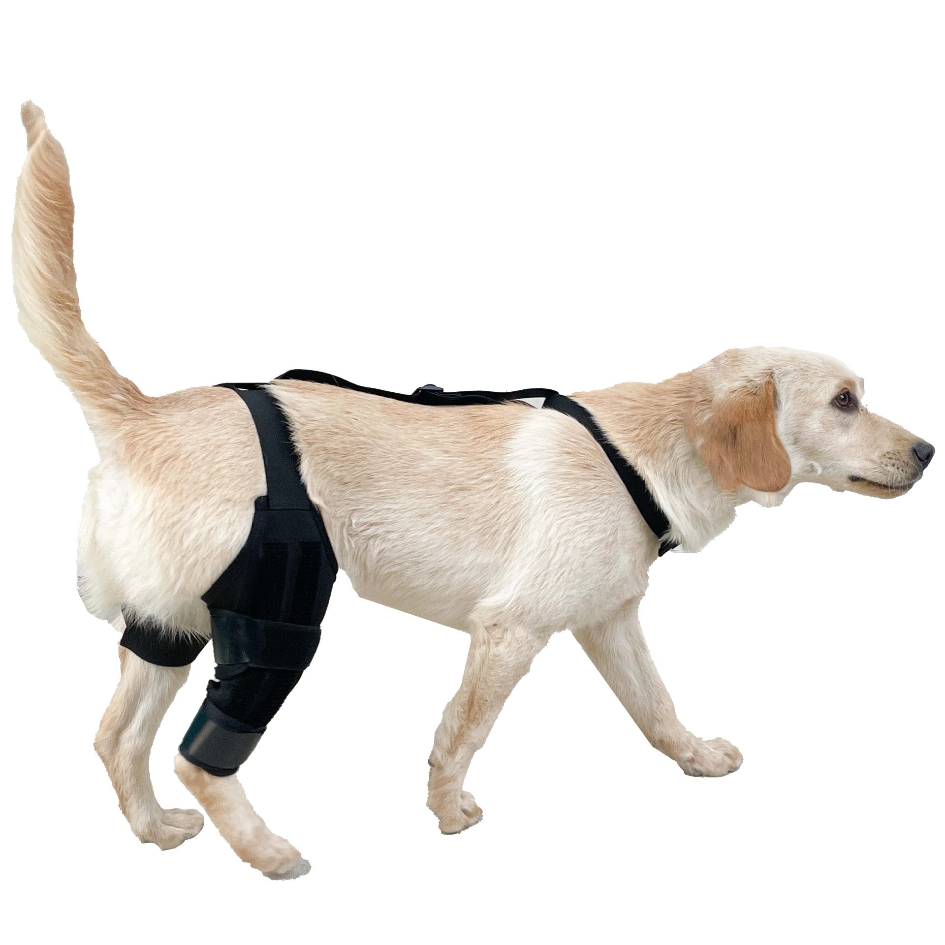 Dog Hind Leg Knee Protector Support Belt