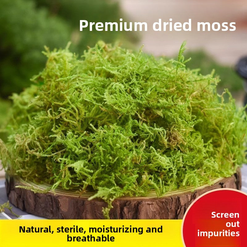 Dried moss used as plant paving in a bonsai pot