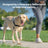 Adjustable no-pull nylon dog harness vest in bright colours, 4 sizes available