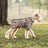 Thick padded windproof dog coats shown in three colourways