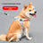 Escape-resistant reflective dog harness, 4 sizes available from Pet Royale UK