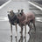 Waterproof padded dog coat with metal buckles, available in 3 colours, image 4