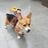 Funny cowboy rider costume for dogs, in Cowboy Rider, sizes Small to Large, image 3