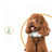 Multi-Function Pet Clipper and Nail Grinder Kit, Quiet and Cordless