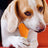 Vinyl chicken leg squeaky chew toy for dogs - photo 3