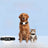Dual-System Pet Locator with Global Tracking