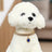 Sparkly decorative collar for small dogs shown in five colours
