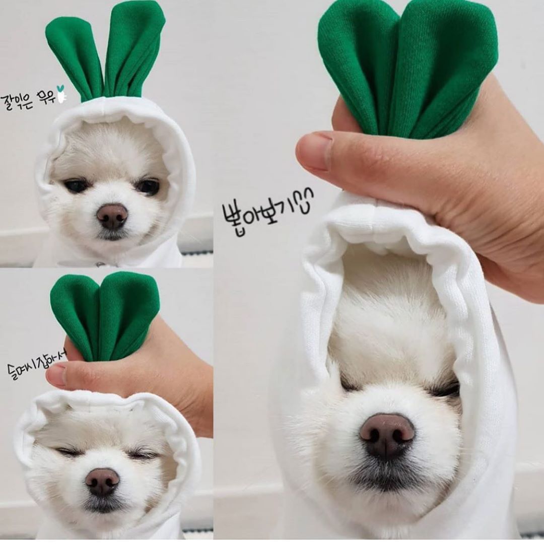 Fleece hooded pet jumpers in nine fun food and animal designs