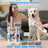 Type-C Pet Hair Trimmer with Suction, Low Frequency Groomer