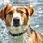 Waterproof light up dog collar with tracker pocket, view 2