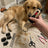 Ceramic Blade Dog Hair Clippers with LED Power Display, Low Noise