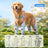 Anti-slip dog shoes with TPE soles and straps, product image 20