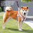 Reflective vest dog harness, main product photo from Pet Royale UK